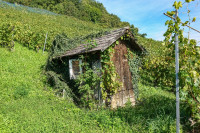 /album/mont-vully-wistenlacher-berg-17-september-2025/mont-vully-murtensee-17-09-2025-7-jpg/